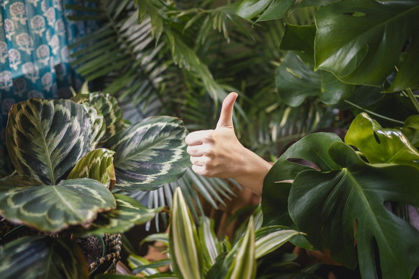 上海の養肝植物を巡る健康の旅自然と調和する自然療法