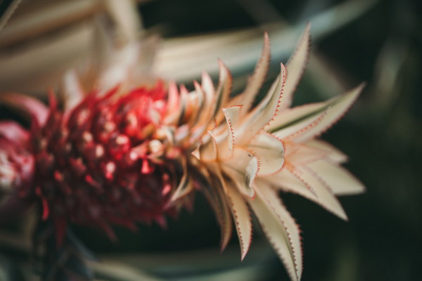 Floral Elegance in a Cup Discover the Beauty of Youth-Boosting Flower Teas