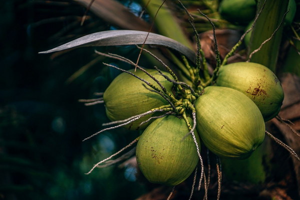 Revitalize Your Health with a Traditional Chinese Herbs Sweet Rice Wine How to Make It at Home