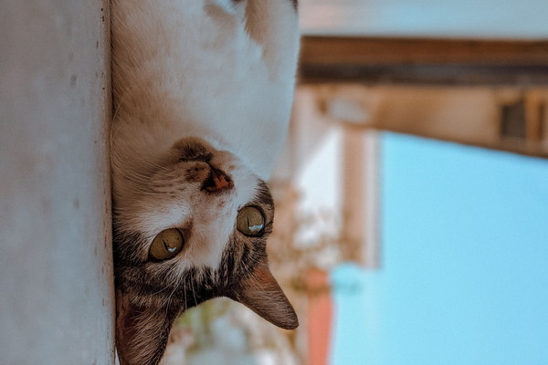 小儿脾胃虚弱におすすめの猫種とは安心して飼える愛猫の選び方