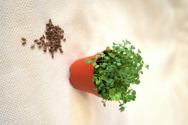 花椒と白胡椒どちらが胃を守る養胃効果の比較考察