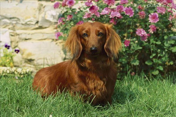 愛犬の肖像笑顔と温かさの物語