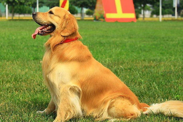 正直なワンコの物語誠実な犬の日常