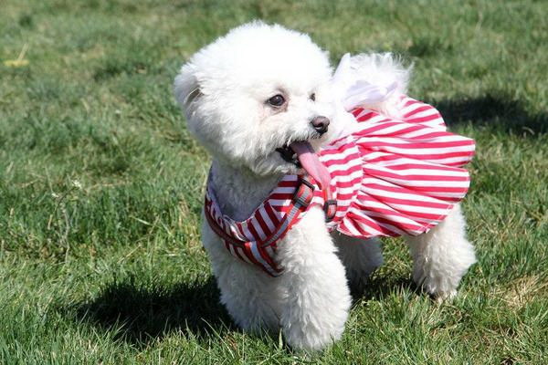 おいおい起き上がれ愛犬をしっかりと呼び起こす上品な方法