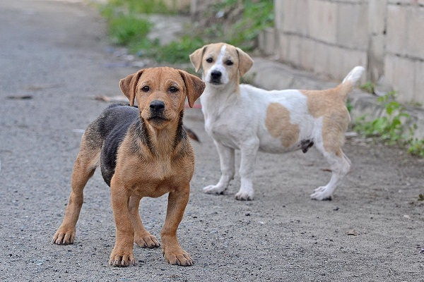 なぜ犬が餌を食べないの原因と対策を詳しく解説