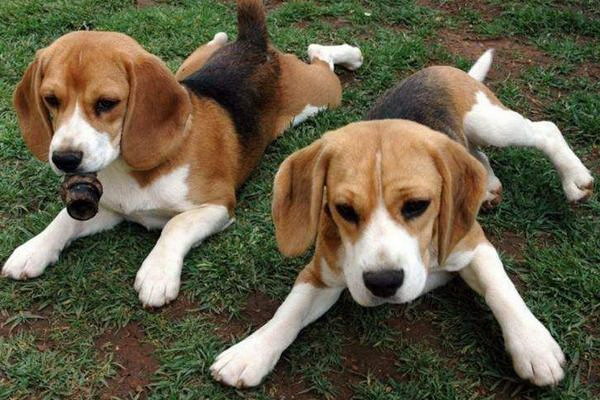 犬の疝気で叫び続け夜も眠れず心配なお家のパートナーの夜の姿