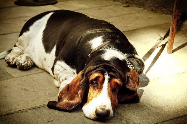 なぜ犬が糞を食べるのか原因と対策を詳しく解説