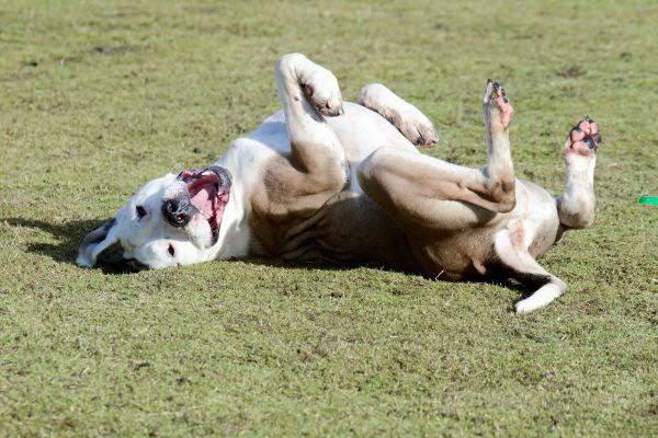 犬のブラッシングが痛い知っておくべき痛みのサインと正しいケア法