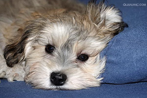 紧急犬の下痢に最適な注射剤はどれ効果的な治療法を詳しく解説