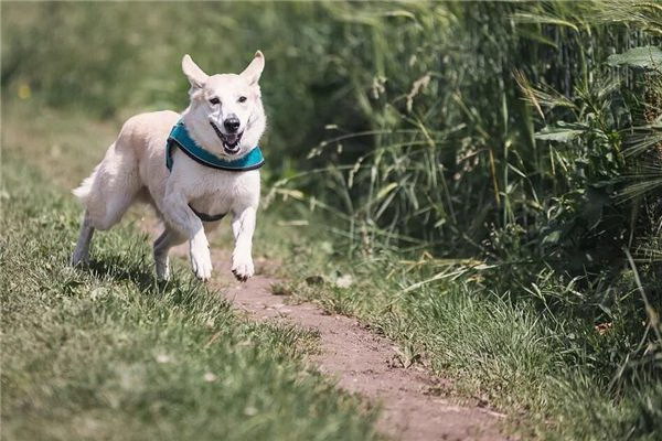 犬用ミルクボトルどんな使い方が便利実用性満載のアイテムを徹底解説