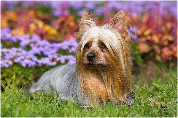 犬に竹箸は食べられる安全かどうか詳しく解説