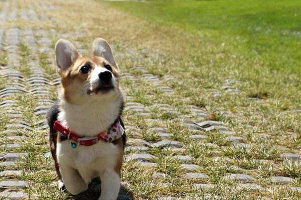 犬が転びたての惨叫の理由とは