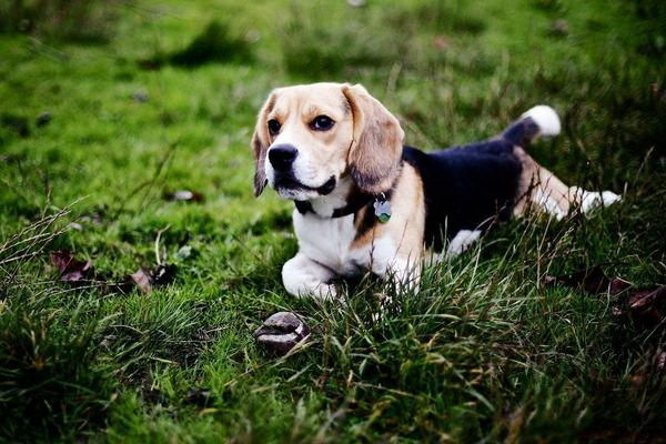 アキの与え方で下痢になるのか犬のアキの摂取に関する注意点