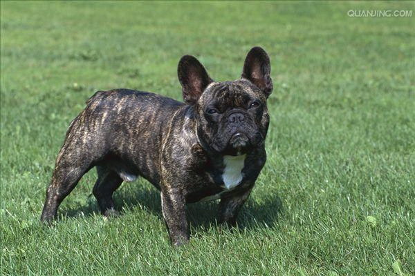 主人に発見された犬の走り出しの瞬間