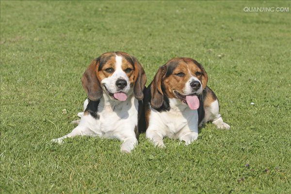 犬に蔬菜と肉の缶詰は食べられる安全な選び方と注意点を詳しく解説
