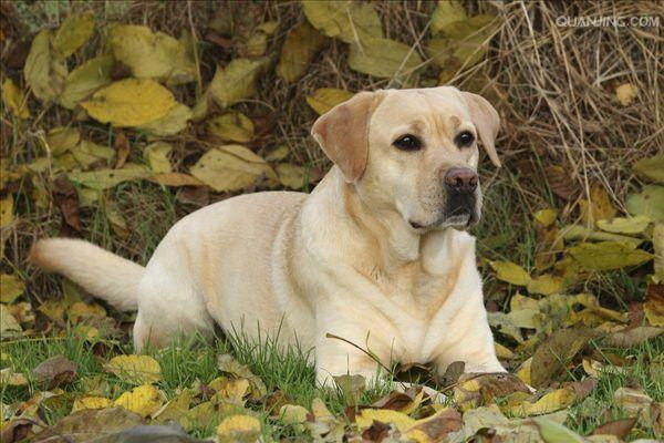犬がお腹を触らせて寝るのは普通愛犬の行動を詳しく解説