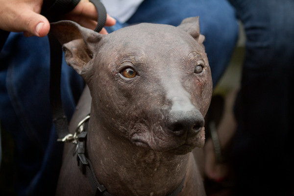 成都で人気の犬の写真撮影スポットを大紹介