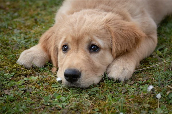 なぜ犬が青蒿を食べるのその理由を探る