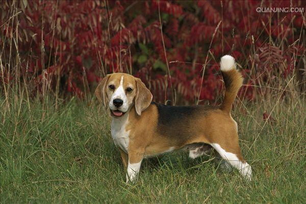 愛犬が足を捻挫した時の様子とは