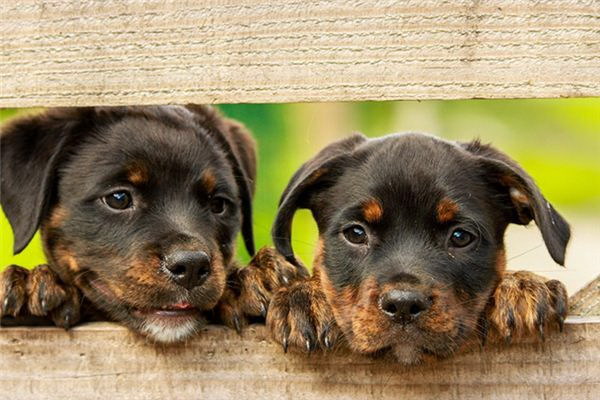 毛むくじゃら犬特集落毛が気になる犬種まとめ
