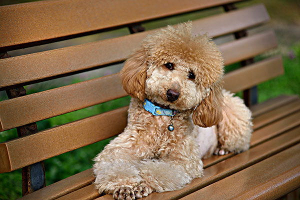 犬のパウンテン叫びの理由とは愛犬の感情を解き明かす