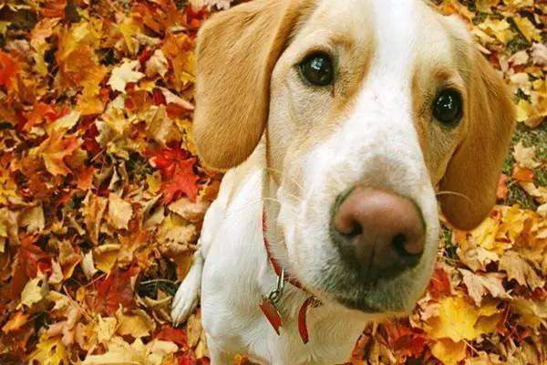 暖阳の犬のインタビューはその第いくつ可愛い犬の日常が明らかになる特集