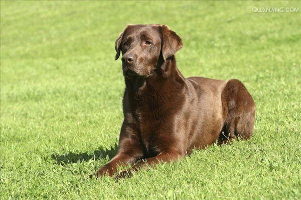 愛犬のスムーズな整毛術犬用ストリートダッグ修毛図解完全版