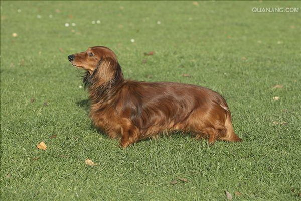 獄中の犬の鍛練記絆を結ぶ一歩