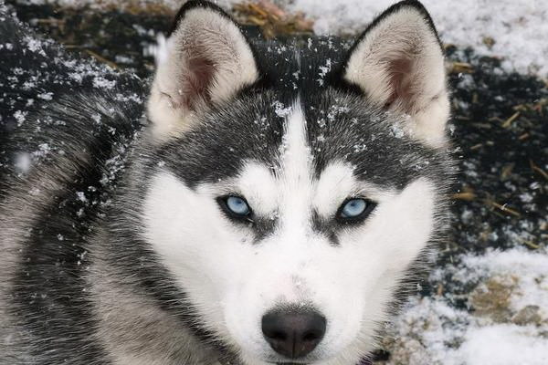 アキの犬に花を植える 全集愛と勇気の種まき旅