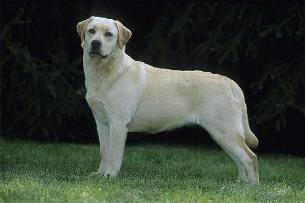 なぜ犬はプロテインを食べられないのか原因と注意点を詳しく解説