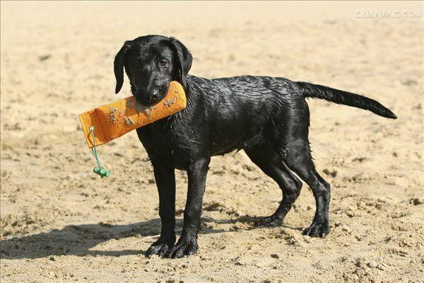 多頭家庭における犬のトレーニング法協調とリーダーシップの育成