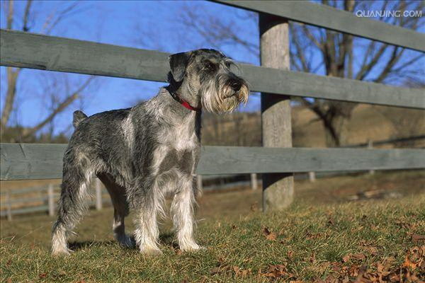 テディー犬にもおいしいハ蜜瓜の栄養と摂取法