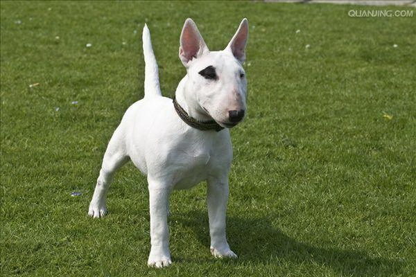 多くの飼い主が経験する犬の吐き症状犬が食べ物を食べた後に吐く理由は様々ですこの記事では犬が吐く原因と対策について詳しく解説します