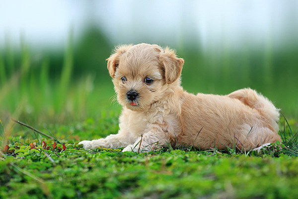 便秘の犬に効果絶大布拉ディの飲用方法と注意点を詳解