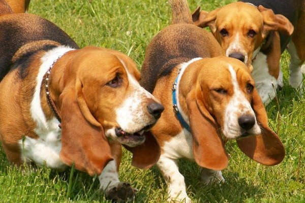 犬の恋愛術どうすればペットの可愛いワンちゃんが恋をするの