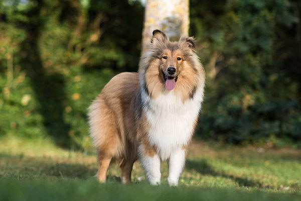 奇想犬の自発的な放牛活動主人の手助けに駆けつける愛犬の物語