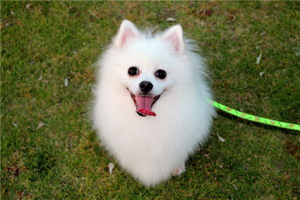 こんにちは犬の健康についてお手伝いできる犬の栄養士A子です今日は犬の胃を守るおやつと正しい餌方のコツについてお話しします