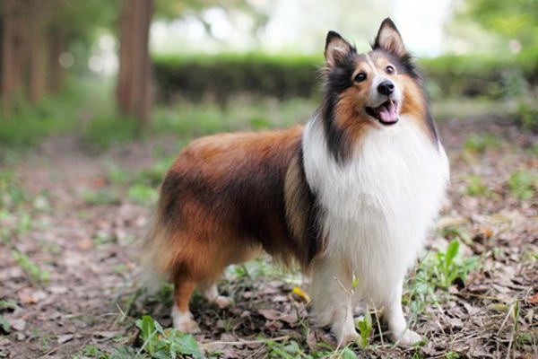 遠くの君へ愛する犬の声が響く