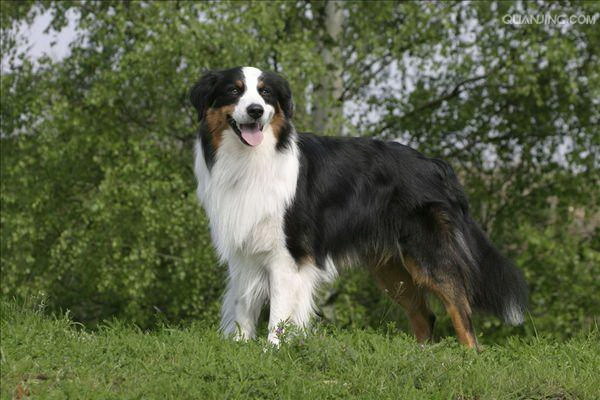 犬の目の健康を守るための正しいケア方法とは