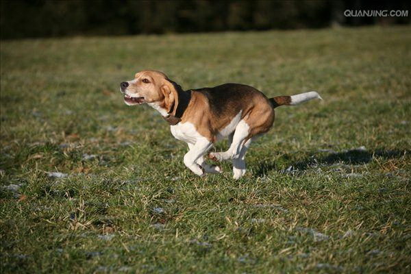 猫が犬を連れて行く方法とは愛猫と愛犬の共存術を公開