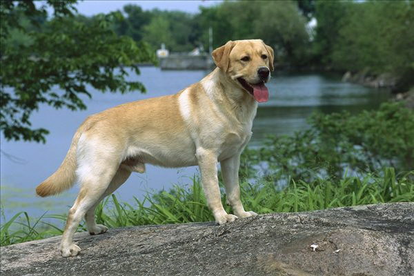犬と蜂蜜で一緒にお湯につかるその安全性と効果を詳しく解説