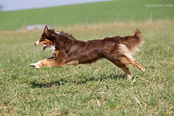 犬用レインコートをどう選ぶ選び方とおすすめのレインコートを詳しく解説
