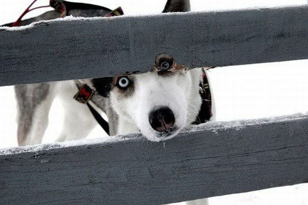 夢の中でも愛を感じる最近の愛犬の奇妙な行動に思わず心が温かくなる