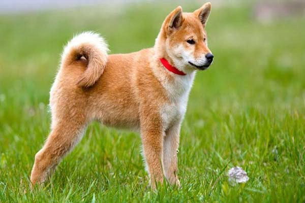 里親になるのは犬を購入するのと同じ愛犬の選び方と育て方について