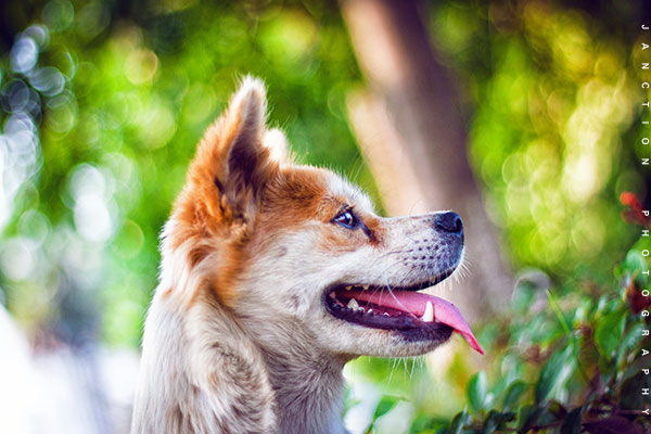 暑い夏に犬に毛布をかけるのはいいの犬の快適な睡眠のために