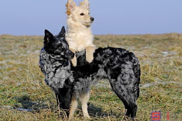 いじめの後犬がうつ病に 感情の傷を癒すための物語