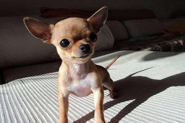 主の触れただけで恐怖の号泣犬の不可解な行動に迫る