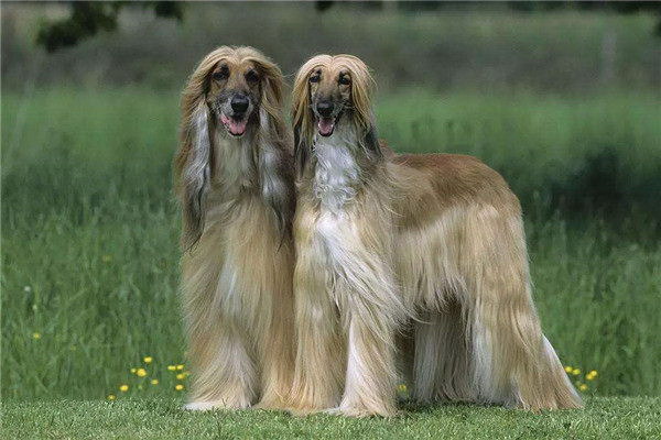 犬は葡萄を食べられる grapeの摂取に注意