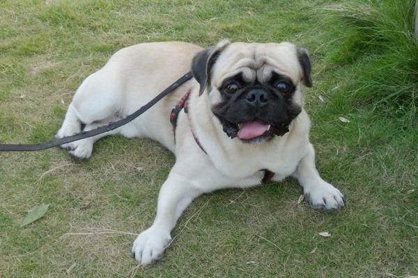 犬の小便後の清掃方法と衛生対策快適な環境を保つコツ