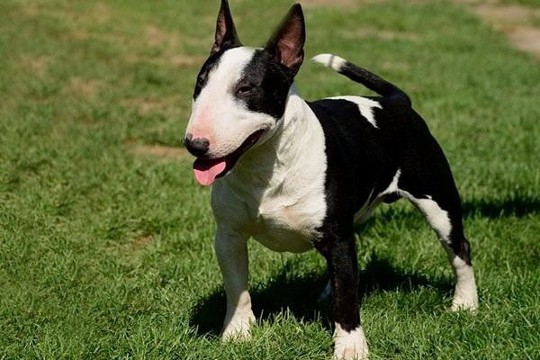 犬の骨を噛むことで補钙おすすめの食材と効果